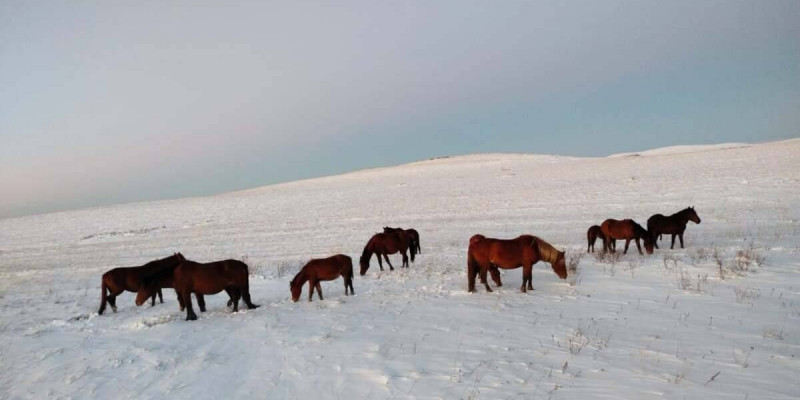 Павлодар облысында малын қараусыз жіберген 2 мыңға жуық адам жауапқа тартылды