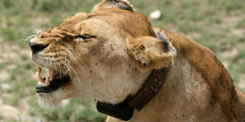 Зообақтағы арыстан жас жігітті жарып тастады (ВИДЕО)