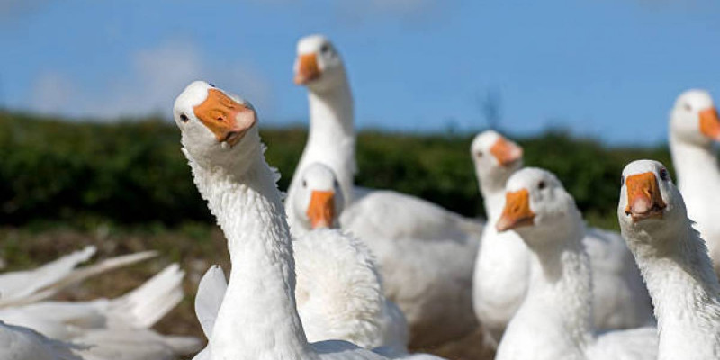 Солтүстік Қазақстан облысында 7 мыңға жуық қаз қырылып қалды