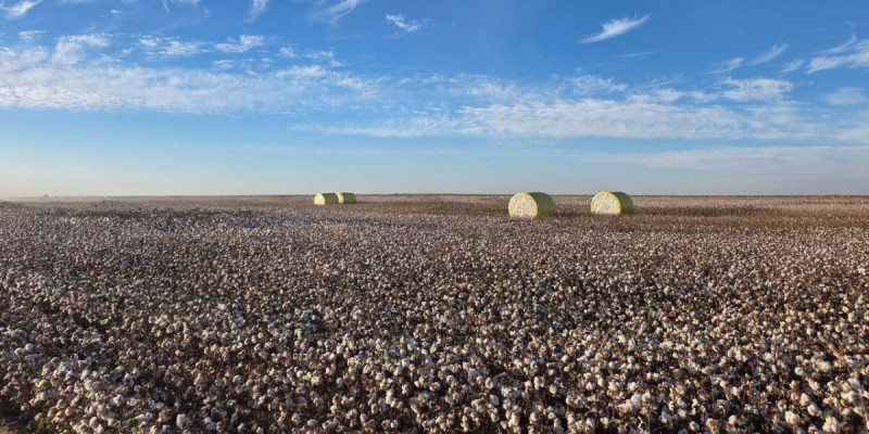 Үкімет Түркістанда ірі мақта өңдеу кешенін құру жобасын мақұлдады
