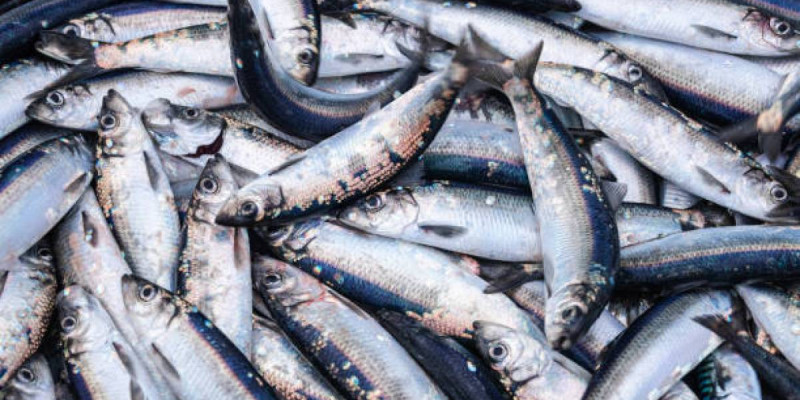 «Шығын – 9 млн теңге»: Бурабайда 640 келі балық аулағандар сотталды