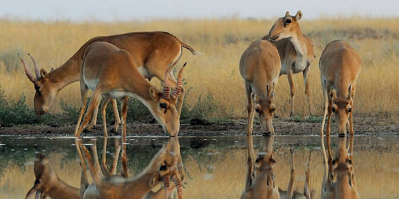 Қазақстанда киік саны келесі жылы 5 миллионға жетеді