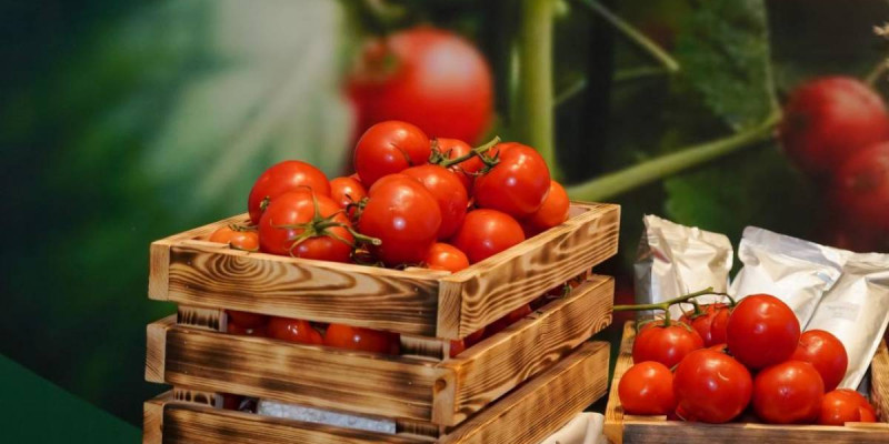 Шымкентте жылына 36 мың тонна көкөніс өсіретін жылыжай кешені салынады