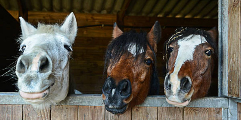 Аягөзде жайылымда жүрген үш жылқыны ұрлап кеткен адам ұсталды