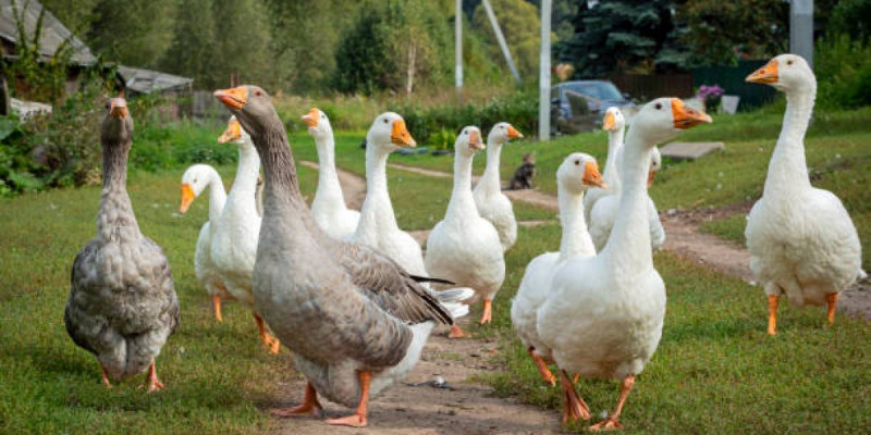 Солтүстік Қазақстанда 7 мың қаз қырылды: Өтемақы төлене ме?