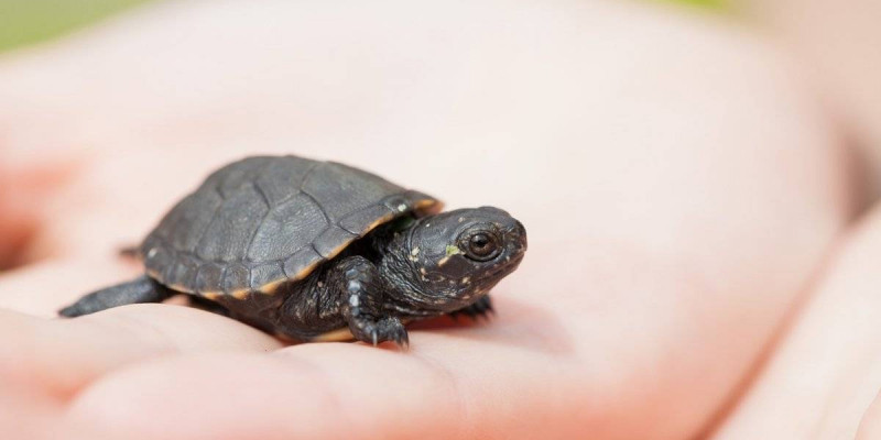 Pinduoduo арқылы ойыншыққа тапсырыс берген қазақстандық отбасыға тірі тасбақалар келген