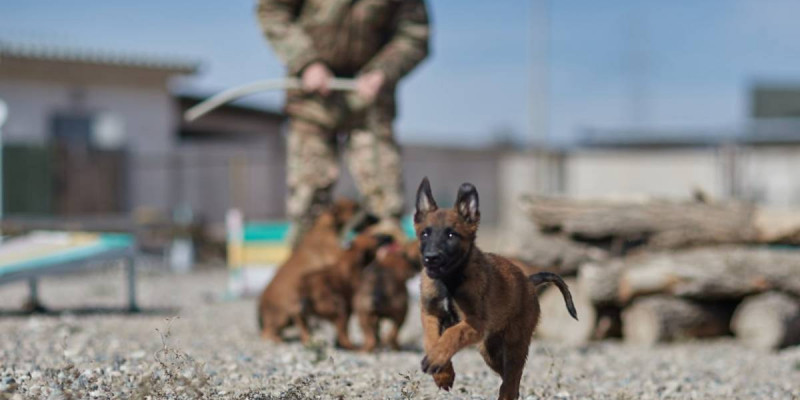 Құқықтық тәртіп әскерінде асыл тұқымды қызметтік иттердің саны артып жатыр