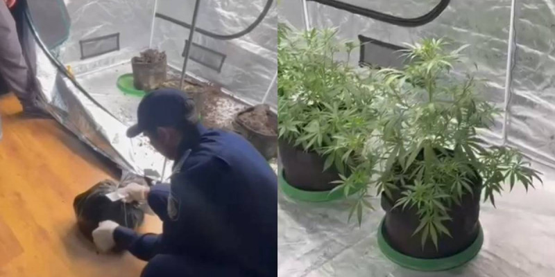 Алматыда тыйым салынған өсімдіктер өсірілген пәтер анықталды