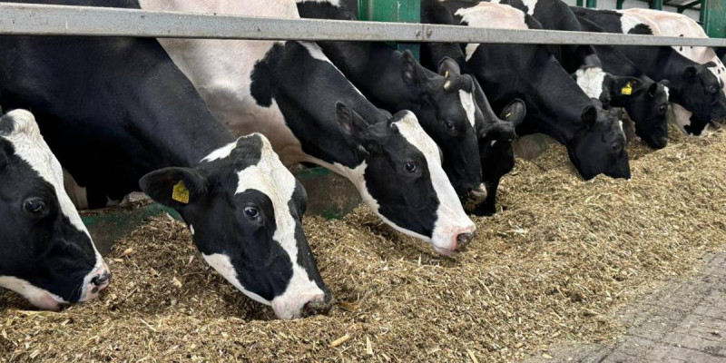 Қостанай облысында мал шаруашылығы саласында 15 жаңа жоба іске қосылады