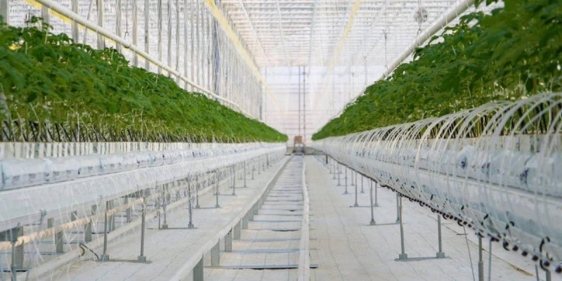 Түркістан облысында жылына 27 000 тонна көкөніс өсіретін жылыжай кешені іске қосылды