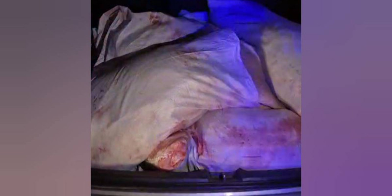 Батыс Қазақстанда төрт адам аңға шығып, төрт елікті атып алған