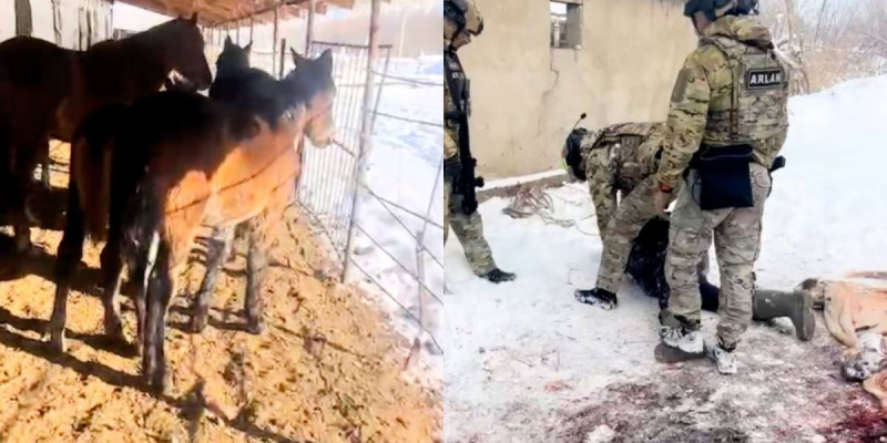 Жетісуда мал ұрлығымен айналысқан қылмыстық топ ұсталды