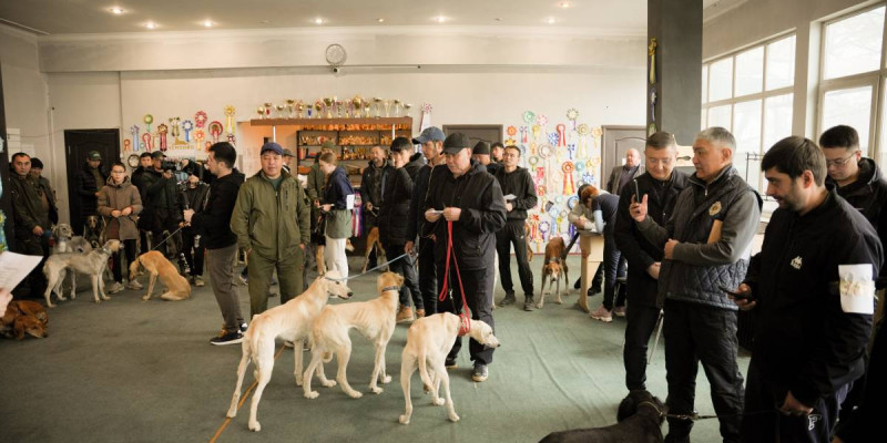 Алматыда қазақы тазы ит тұқымына арналған байқау өтті