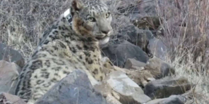 Қар барысына GPS құрылғысы орнатылды