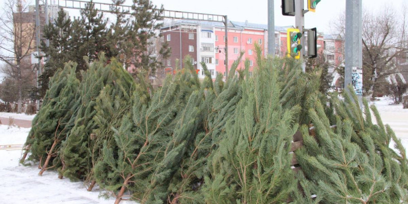 Полиция жаңа жылдық шыршалардың заңды сатылуын тексеріп жатыр