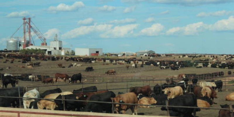 Биыл шалғай жайылымдарда мал өсіретін 200 шаруашылық құрылады