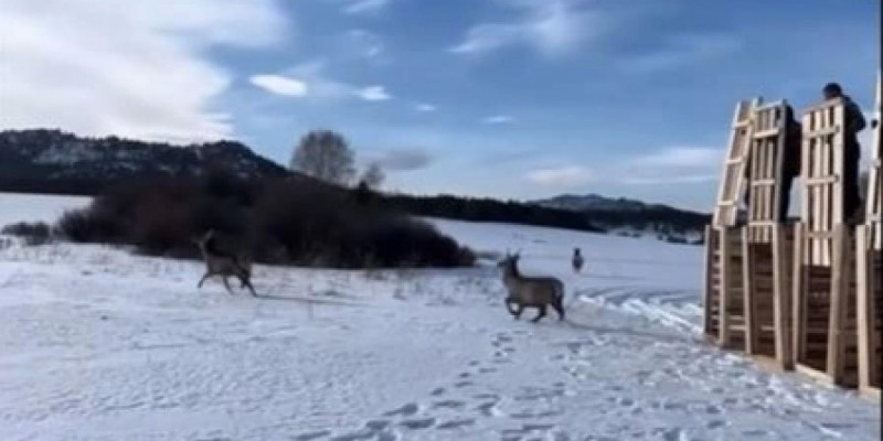 Қарқаралыда маралдар жабайы табиғатқа жіберілді