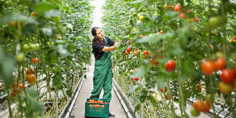 Шымкентте 69 млрд теңгеге жылыжай кешені салынады