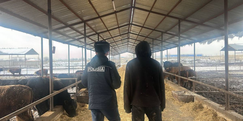 25 миллион теңге шығын: Шымкентте мал ұрлаған екі жұмысшы ұсталды