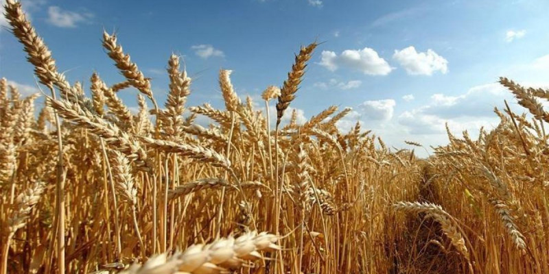 2028 жылға дейін бидай мен жүгері қайта өңдейтін 5 кешен іске қосылады