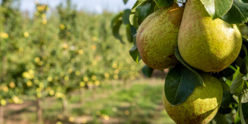 Ғалымдар алмұрт қабығының зор пайдасы барын анықтады