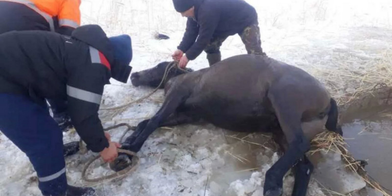 Былтыр құтқарушылар 400 жануарды ажалдан аман алып қалды