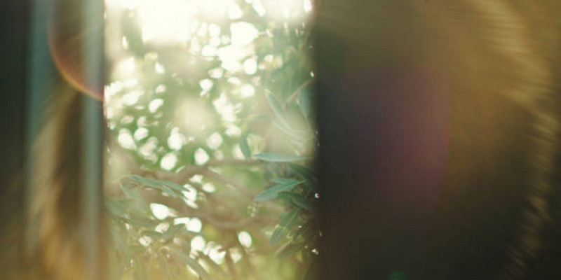 Ғалымдар күн сәулесінің көңіл күйге қалай әсер ететінін түсіндірді