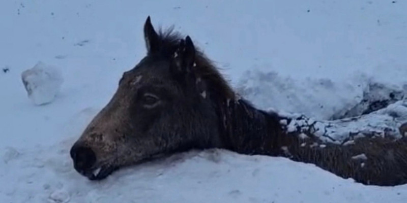 Атырау облысында көктайғақтан 50-ден астам жылқы өліп қалды