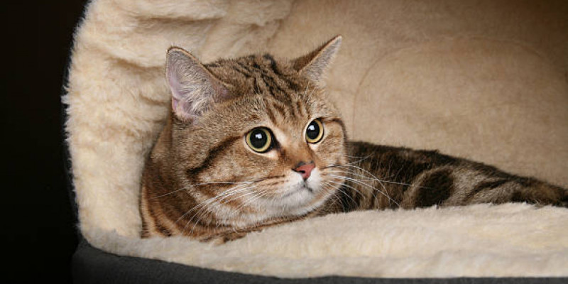 Қосшы тұрғыны мысықтың жатын орнын ұрлағаны үшін сотталып кетті