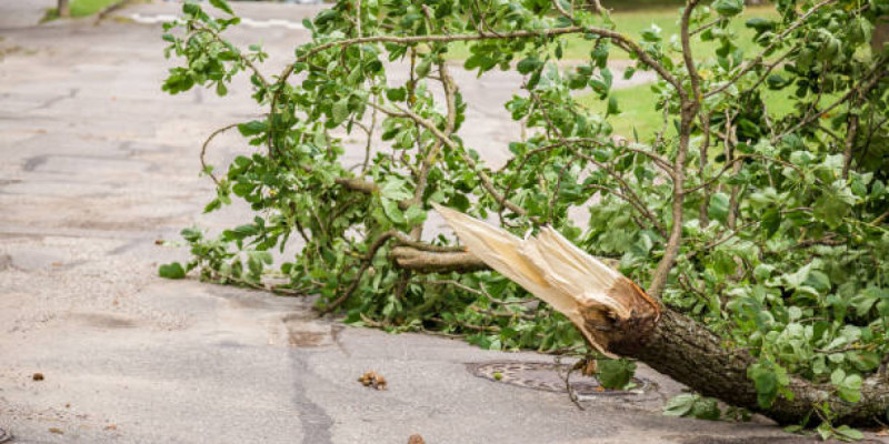 Шымкентте үстіне ағаш құлаған оқушы көз жұмды