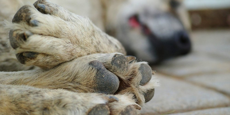 Алатау қаласында итті иесінің көзінше көліктің артына байлап сүйреген (ВИДЕО)