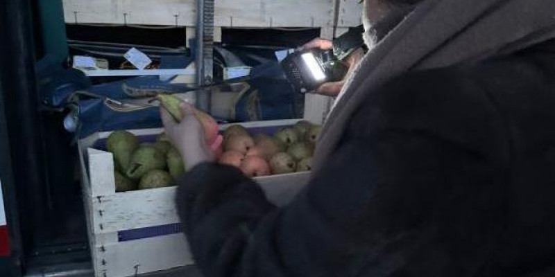 Бельгиядан Қазақстанға келген 19,2 тонна алмұрт кері қайтарылды