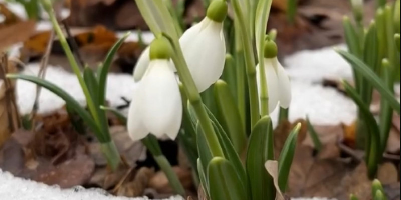 Алматыдағы бақта бәйшешек гүлдеді