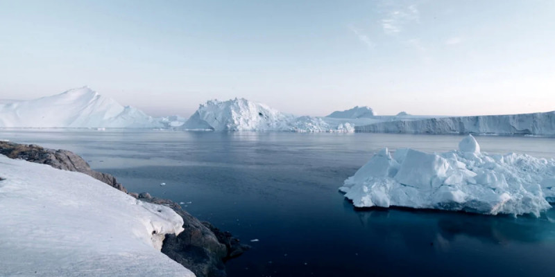 Антарктидада құстар қырылып жатыр