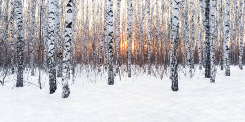 Солтүстік Қазақстанда орман ресурстарын қорғау саласына қатысты заң бұзу фактілері анықталды