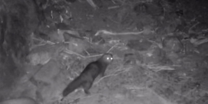 Алтын-Емел ұлттық паркінде сусарлар фототұзаққа түсіп қалды