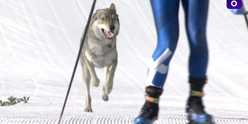 Қысқы олимпиада-2026: Шаңғышылардың соңынан жүгірген ит әлемге танылды