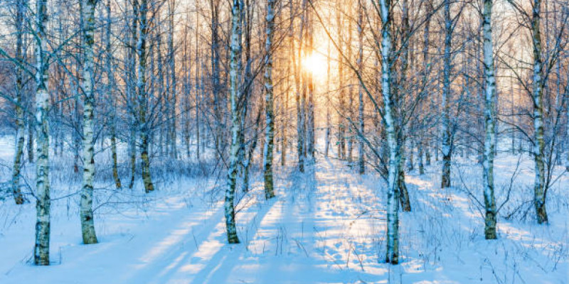 Қостанайда орман шаруашылығына жауапты тұлғалар жазаланды