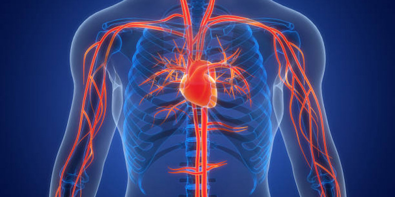 Қан тамырларын нығайтатын қолжетімді өнім аталды