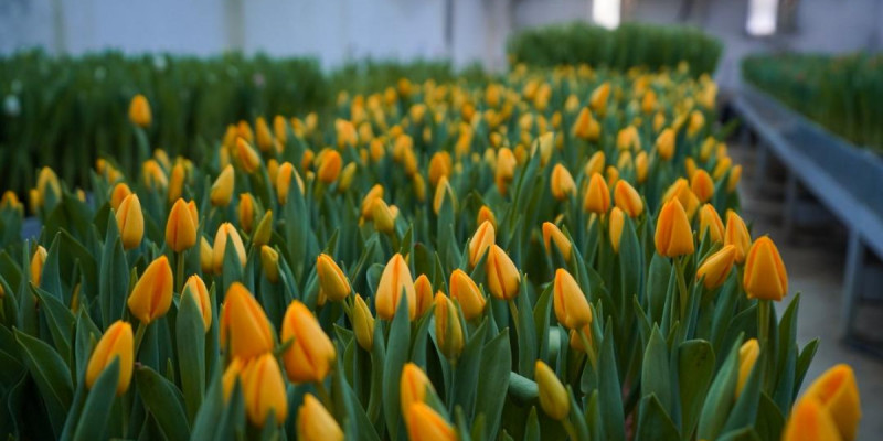 Түркістанда қызғалдақтар бүр жарды