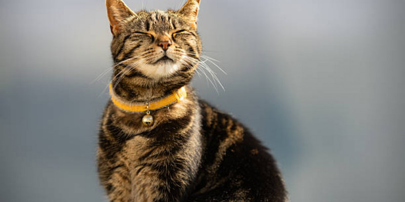 Мысық иесіне бауыр баспайды – венгр ғалымдарының зерттеуі