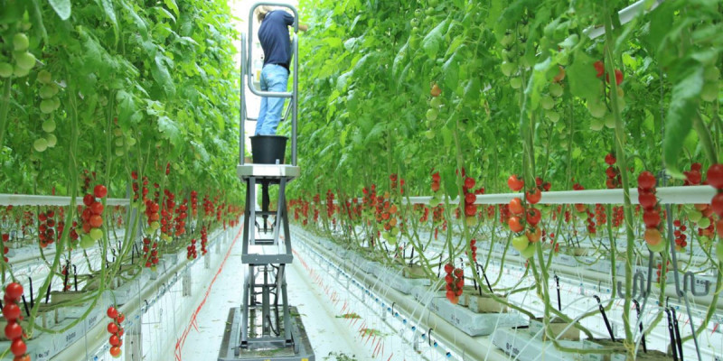 Коалиция мүшелері Алатауда жылыжай ұжымымен референдум туралы талқылады