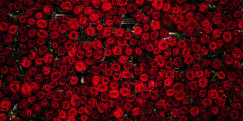 8 наурыз қарсаңында Қазақстанға қанша гүл әкелінеді?