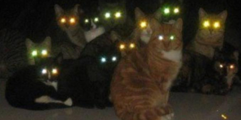 Мысықтың көзі қараңғыда неге жанады?