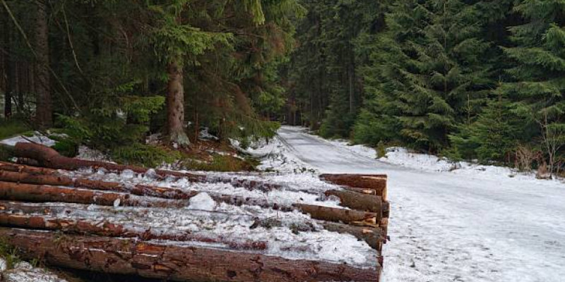 Шымкентте 976 гектар жер орман қорына берілді