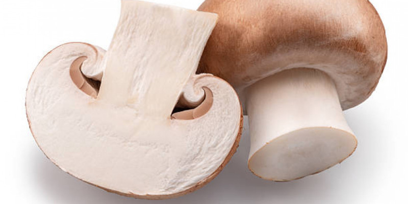 Саңырауқұлақтың пайдасы біз ойлағаннан әлдеқайда көп екені анықталды