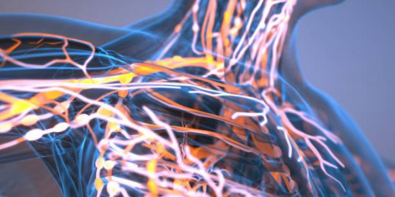 Иммундық жүйе қартайған сайын неге әлсірейді? – ғалымдар анықтауға жақын қалды