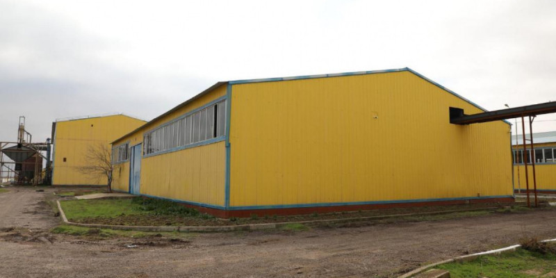 Мақтааралда тәулігіне 100-150 тонна майлы дақыл өңдейтін зауыт іске қосылды