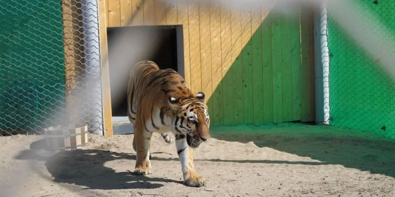 Қазақстанға тағы да бірнеше амур жолбарысы әкелінеді