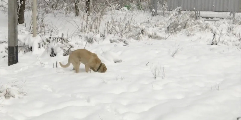 Алматыда терісі сыпырылған ит өлекселері табылды